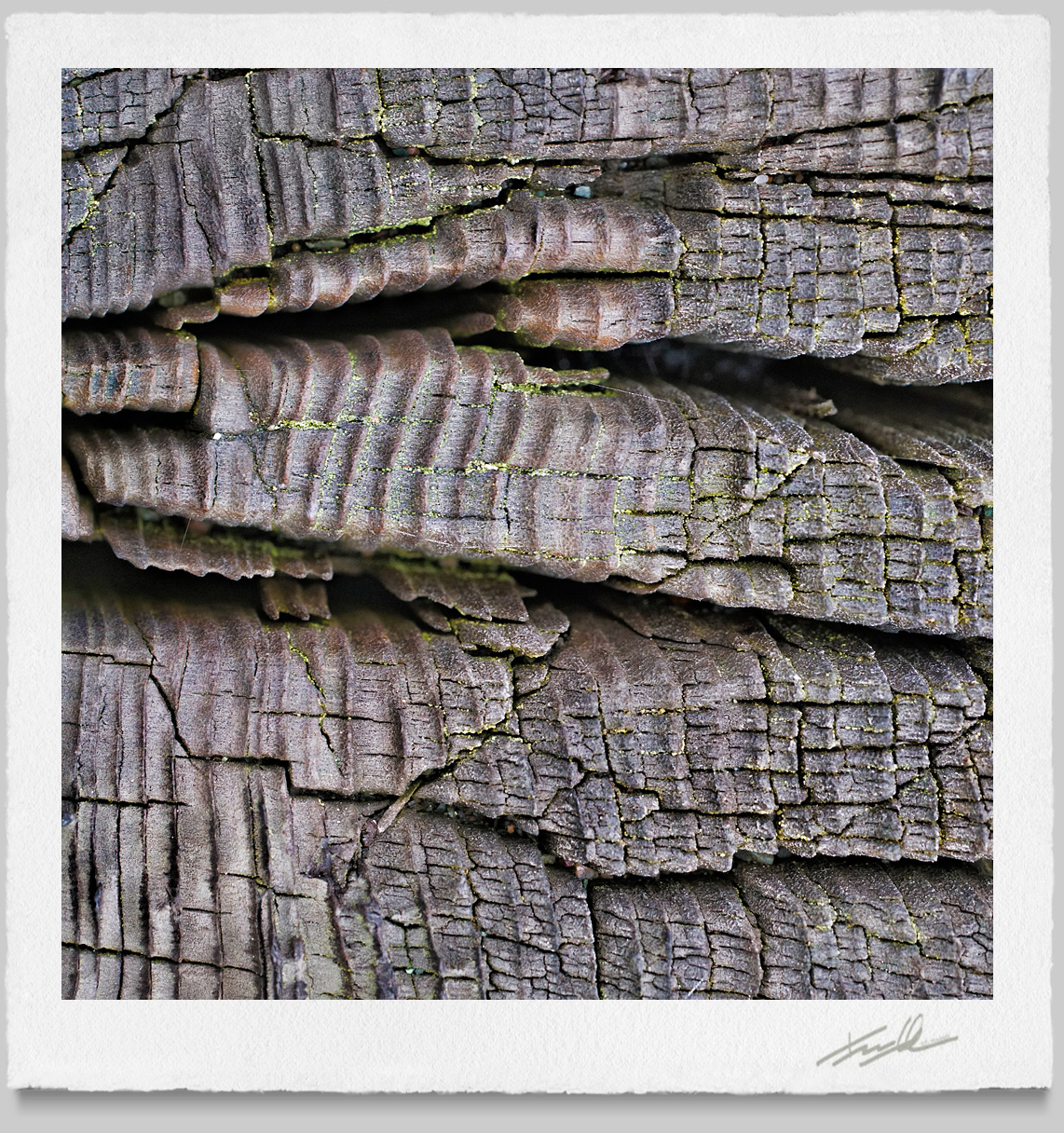 © Terrance Hounsell Photography