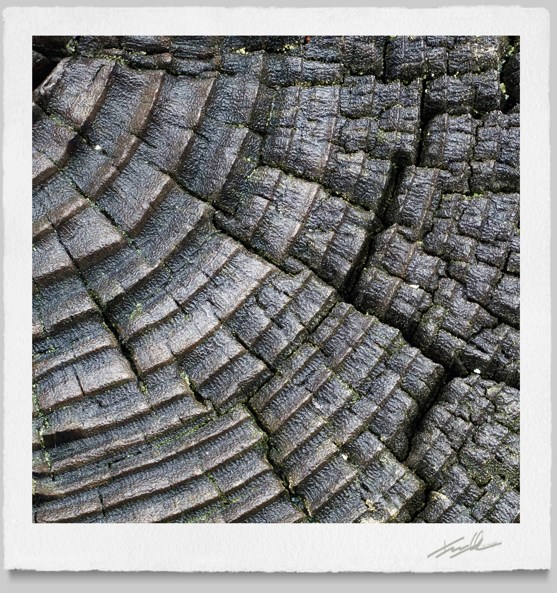 © Terrance Hounsell Photography