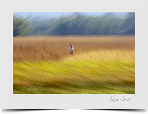 © Frank James Photography