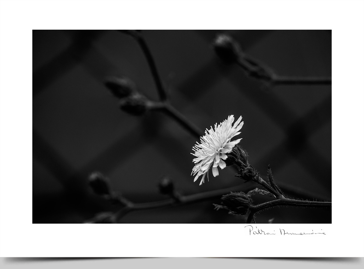 © Annamária Pátkai Photography